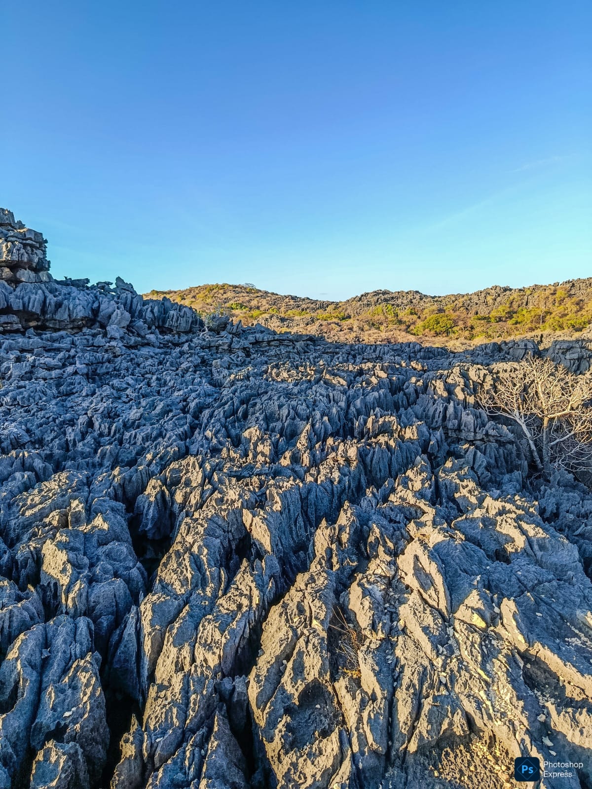 Fougère arborescente de la Montagne d'Ambre
