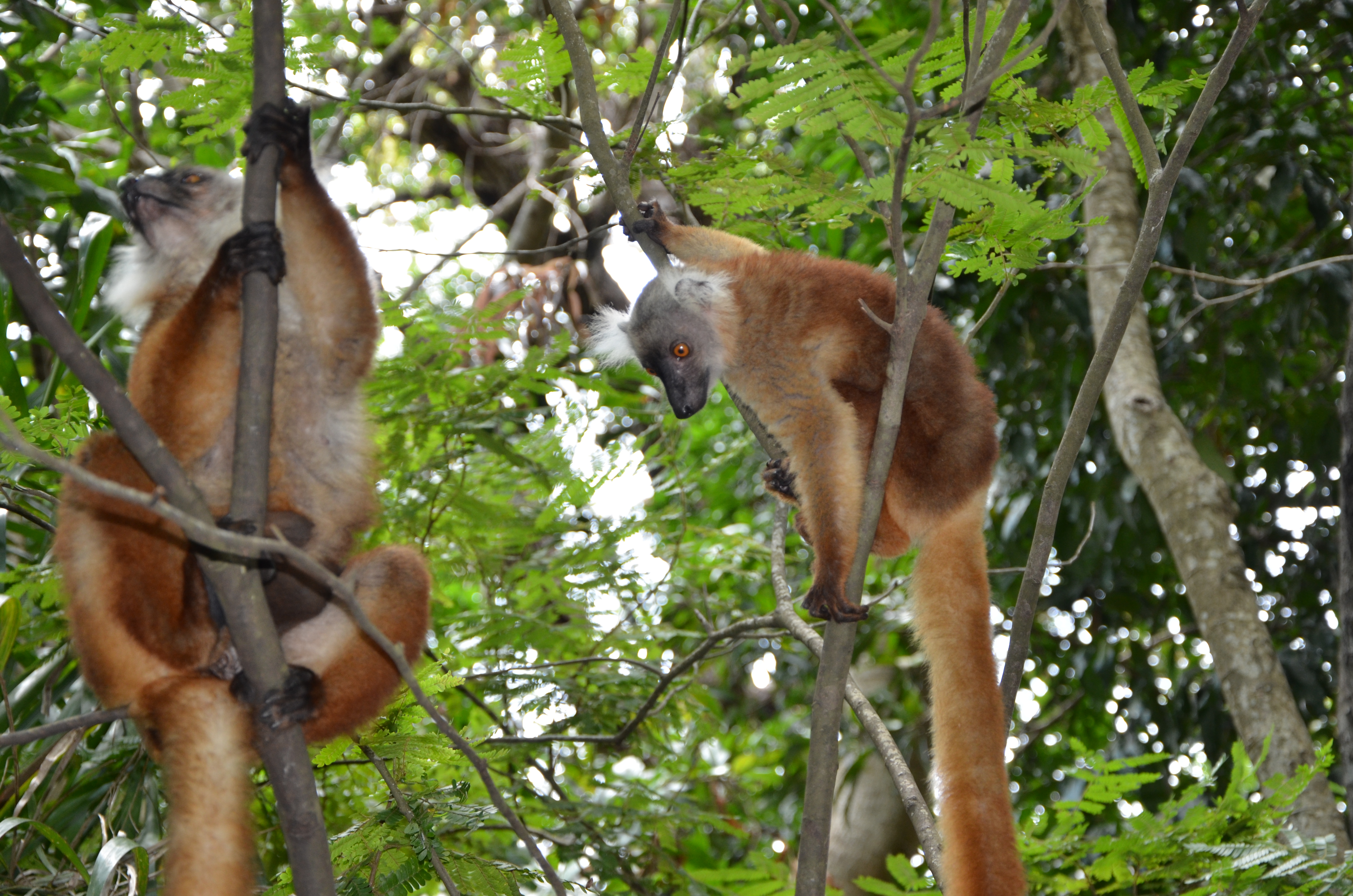 Lémurien macaco-macaco