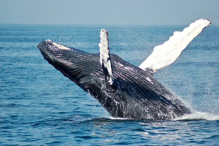 Baleines à bosse