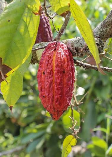 Plantations de cacao