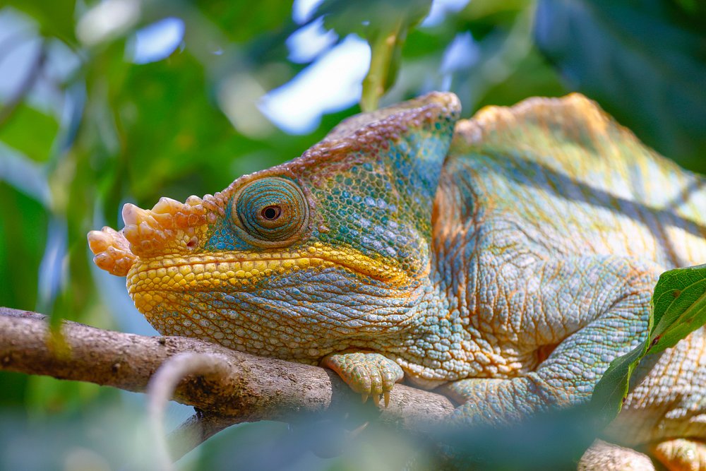 Forêt tropicale humide